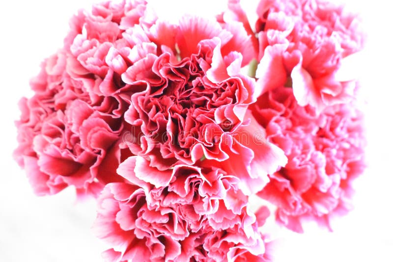 Bright pink carnations stock image. Image of colors, bouquet 97921705