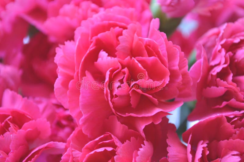 Bright Pink Carnations stock image. Image of flowery 100989311