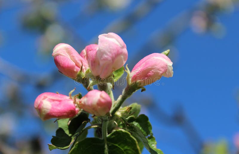 Apple Flower Buds Ready To Bloom in Spring Stock Image Image of