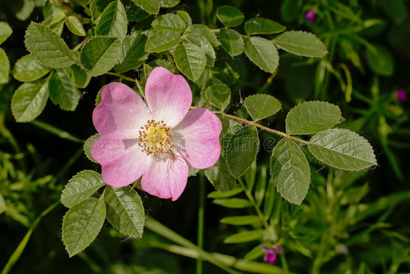 Bright Pink Common Briar Flower - Rosa Canina Stock Image - Image of ...