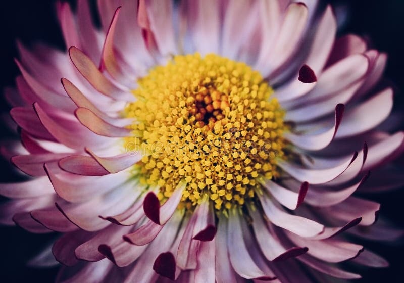 Bright pink Daisy flower close up on black background. Marguerite with white pink petals and a yellow middle with a