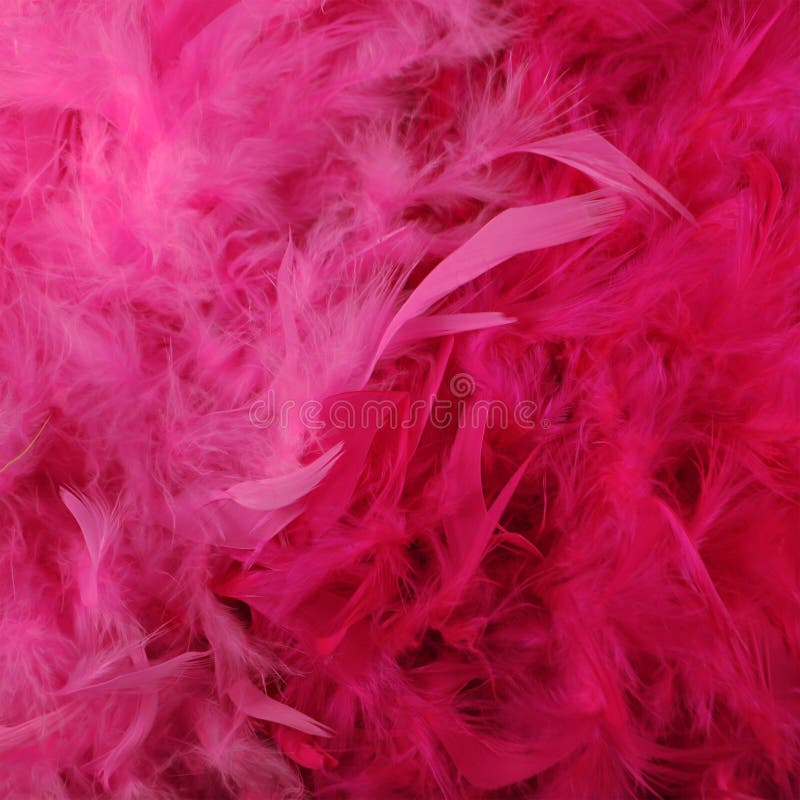 370 Bright Pink Feather Boa Stock Photos - Free & Royalty-Free Stock Photos  from Dreamstime