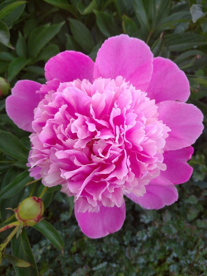 Bright Pink Flower on Green Background Stock Image Image of back