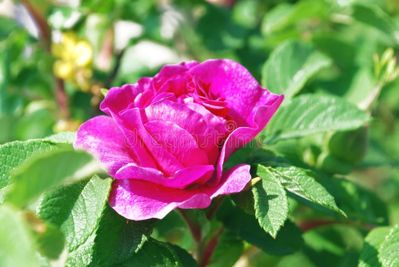 Bright pink flower rosehip royalty free stock photography Bright pink flower rosehip royalty free stock photography