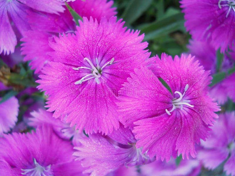 Close up photograph of bright pink Sweet William Blossoms. Green foliage is seen in background. Close up photograph of bright pink Sweet William Blossoms. Green foliage is seen in background.