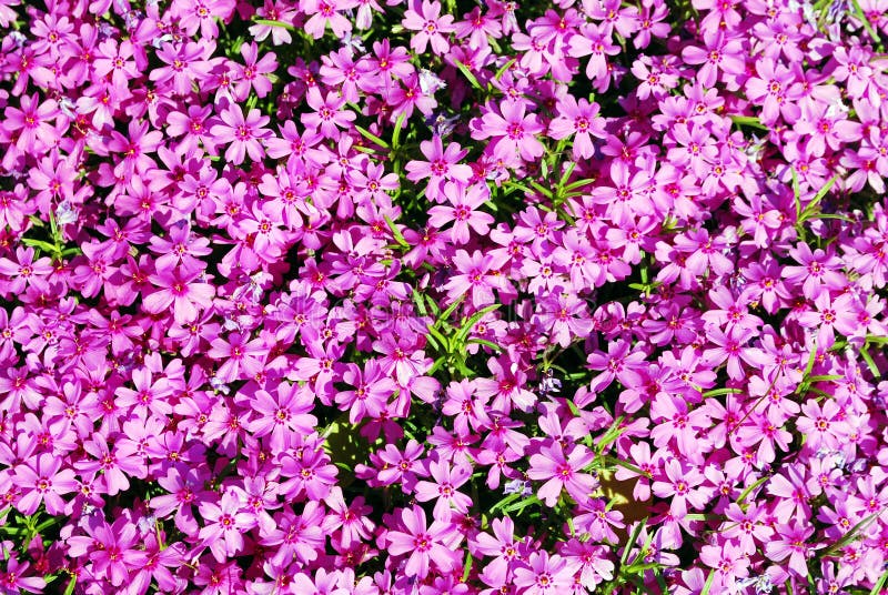 Bright pink flowers stock photo. Image of colors, colorful 37836310