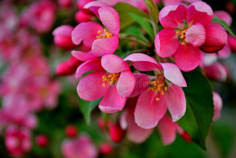Bright Pink Flowers of Apple Tree Closeup Stock Photo Image of plant