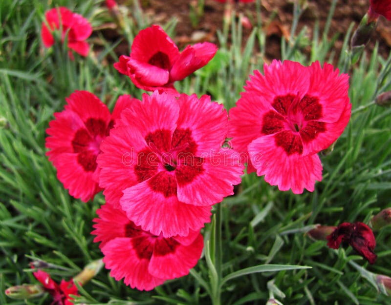Bright Pink Flowers in Bloom Stock Photo Image of flowering, flowers 42542268