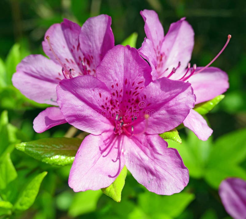 Bright Pink Flowers Bloom in Korea Stock Image Image of japanese