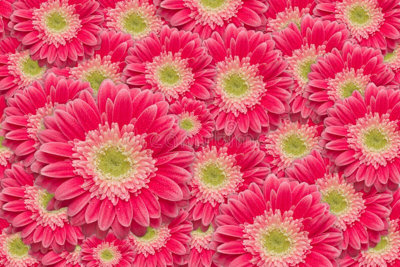 Bright Pink Gerber Daisies with Water Drops