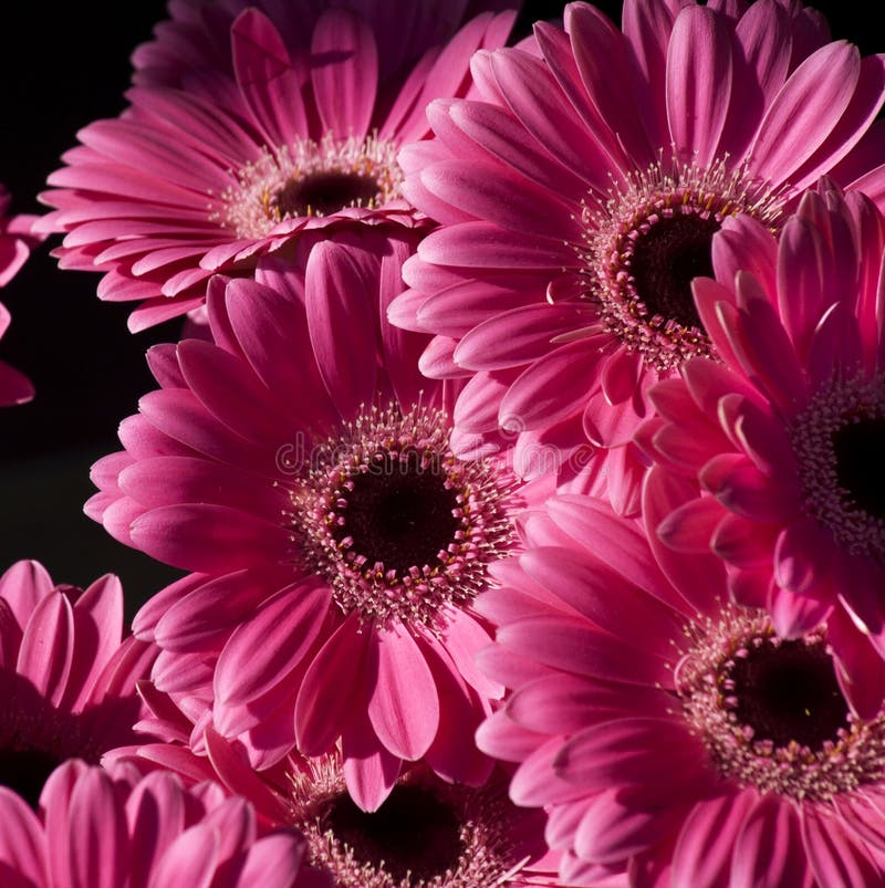 Bright Pink Gerbera Flowers stock photography