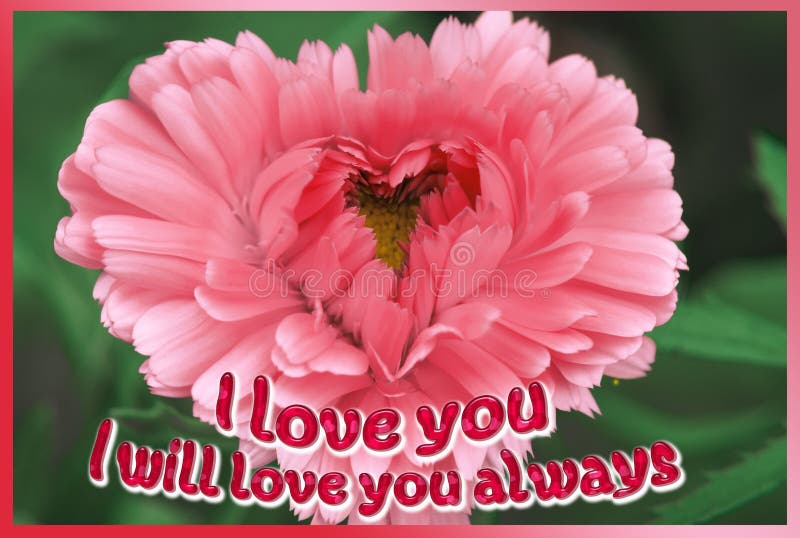 A Bright Pink Heart-shaped Flower on a Black Background with the Words Stock Photo - Image of gerbera, petal: 152061950 A Bright Pink Heart-shaped Flower on a Black Background with the Words Stock Photo - Image of gerbera, petal: 152061950