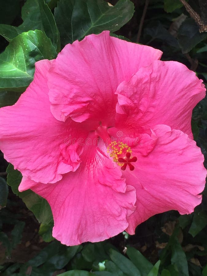 Bright Pink Hibiscus on Bush in Sunlight in Garden Setting Stock Image