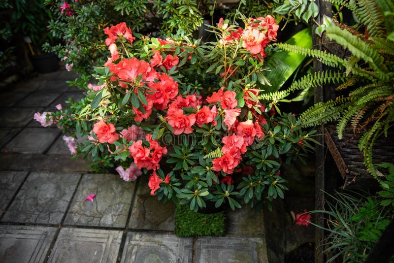 Azalea