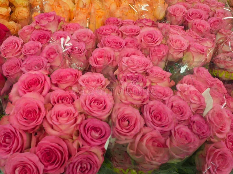 Bright Pink and Orange Roses at the Farmers Market