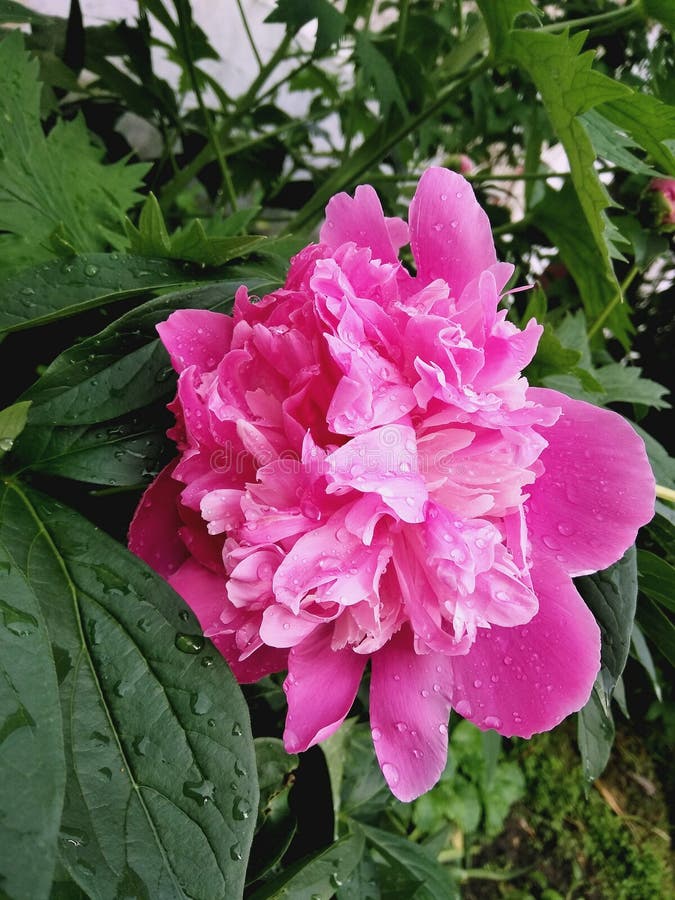 A Bright Pink Peony Begins To Bloom in the Rain June Stock Photo Image of petal, leaves 186292246