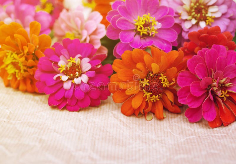 Bright Pink, Red, Orange Summer Flowers on Paper. Stock Photo Image