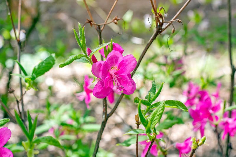 Bright pink Rhododendron Albrechtii Maxim flowers with leaves in the garden in summer. royalty free stock photo Bright pink Rhododendron Albrechtii Maxim flowers with leaves in the garden in summer. royalty free stock photo