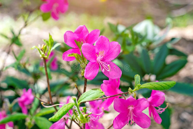 Bright pink Rhododendron Albrechtii Maxim flowers with leaves in the garden in summer. royalty free stock photo Bright pink Rhododendron Albrechtii Maxim flowers with leaves in the garden in summer. royalty free stock photo