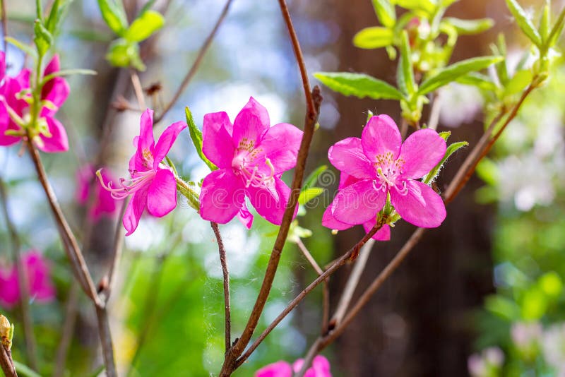 Bright pink Rhododendron Albrechtii Maxim flowers with leaves in the garden in summer. stock photos Bright pink Rhododendron Albrechtii Maxim flowers with leaves in the garden in summer. stock photos
