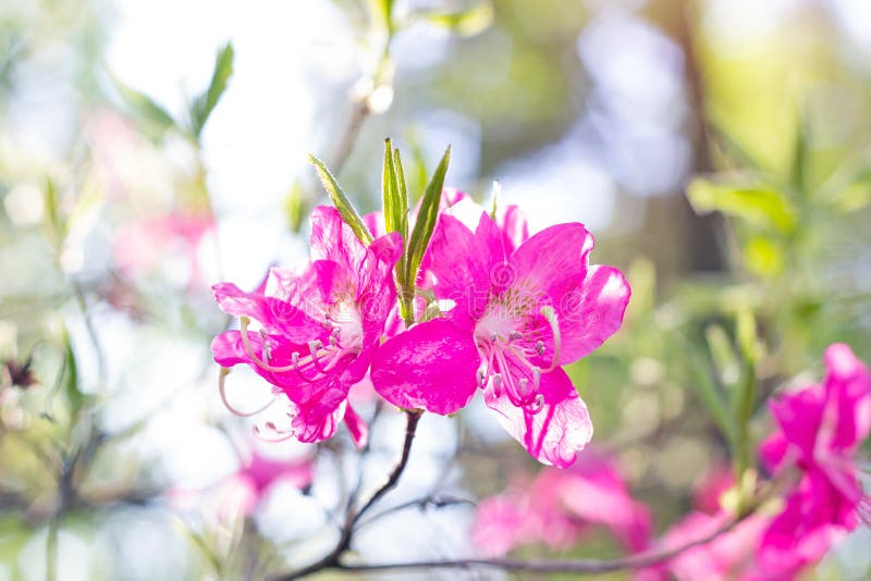 Bright pink Rhododendron Albrechtii Maxim flowers with leaves in the garden in summer. royalty free stock photos Bright pink Rhododendron Albrechtii Maxim flowers with leaves in the garden in summer. royalty free stock photos