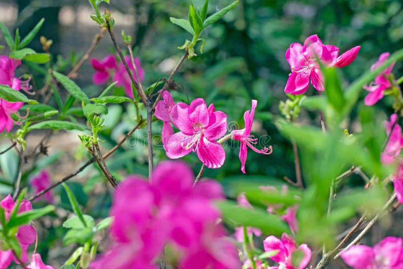 Bright pink Rhododendron Albrechtii Maxim flowers with leaves in the garden in summer. stock photos Bright pink Rhododendron Albrechtii Maxim flowers with leaves in the garden in summer. stock photos