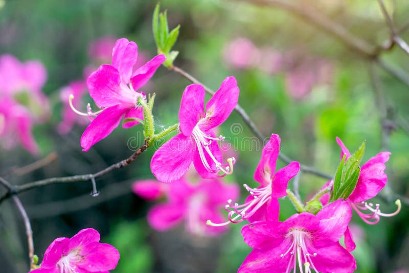 Bright pink Rhododendron Albrechtii Maxim flowers with leaves in the garden in summer. stock images Bright pink Rhododendron Albrechtii Maxim flowers with leaves in the garden in summer. stock images
