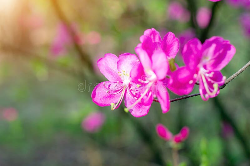 Bright pink Rhododendron Albrechtii Maxim flowers with leaves in the garden in summer with copy space. royalty free stock photography Bright pink Rhododendron Albrechtii Maxim flowers with leaves in the garden in summer with copy space. royalty free stock photography