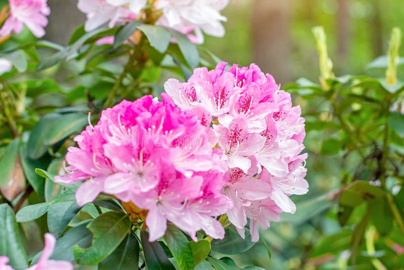 Bright pink Rhododendron hybridum Cheer flowers with leaves in the garden in summer. royalty free stock images Bright pink Rhododendron hybridum Cheer flowers with leaves in the garden in summer. royalty free stock images