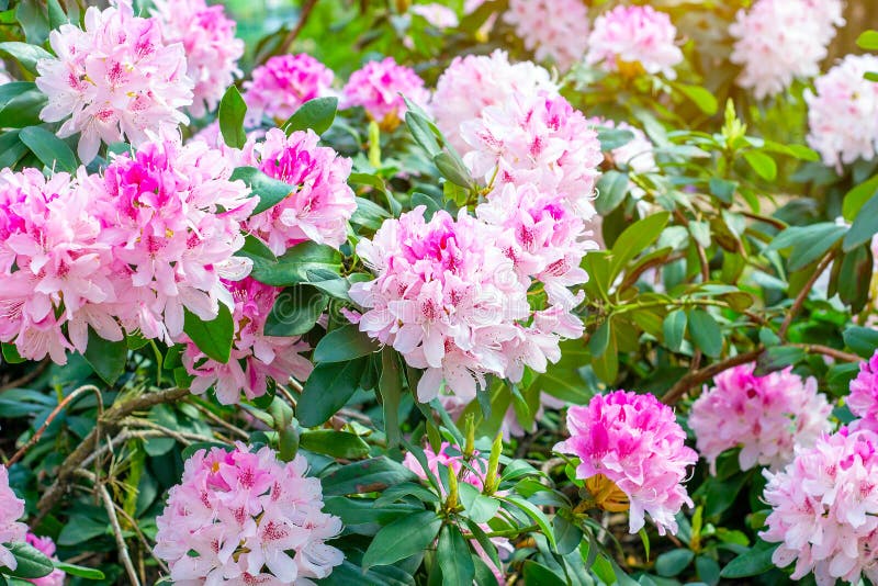 Bright pink Rhododendron hybridum Cheer flowers with leaves in the garden in summer. royalty free stock photography Bright pink Rhododendron hybridum Cheer flowers with leaves in the garden in summer. royalty free stock photography