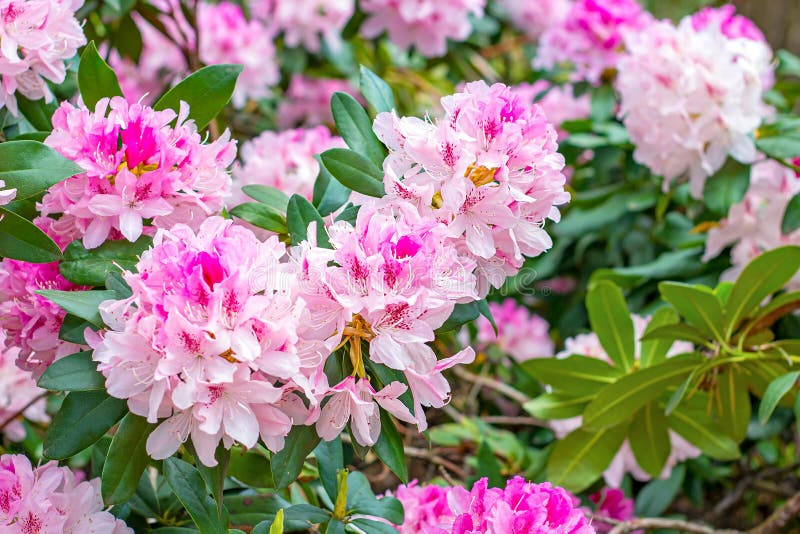 Bright pink Rhododendron hybridum Cheer flowers with leaves in the garden in summer. stock photography Bright pink Rhododendron hybridum Cheer flowers with leaves in the garden in summer. stock photography