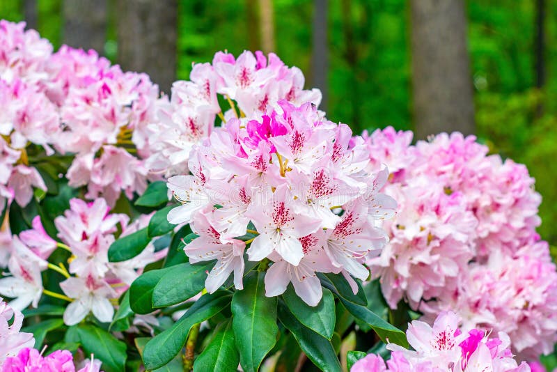 Bright pink Rhododendron hybridum Cheer flowers with leaves in the garden in summer. stock photography Bright pink Rhododendron hybridum Cheer flowers with leaves in the garden in summer. stock photography