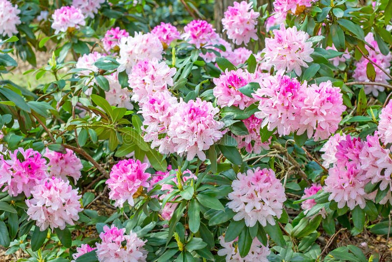 Bright pink Rhododendron hybridum Cheer flowers with leaves in the garden in summer. stock photos Bright pink Rhododendron hybridum Cheer flowers with leaves in the garden in summer. stock photos