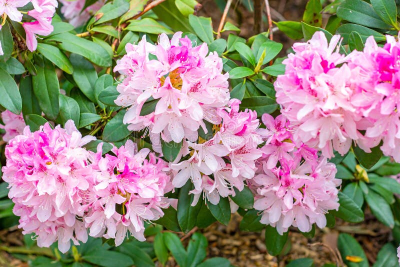 Bright pink Rhododendron hybridum Cheer flowers with leaves in the garden in summer. stock image Bright pink Rhododendron hybridum Cheer flowers with leaves in the garden in summer. stock image