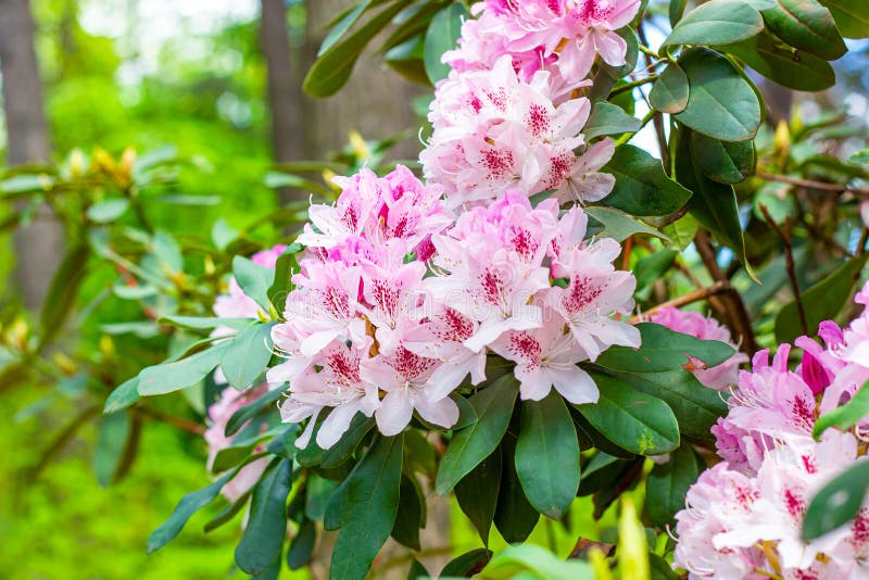 Bright pink Rhododendron hybridum Cheer flowers with leaves in the garden in summer. stock photos Bright pink Rhododendron hybridum Cheer flowers with leaves in the garden in summer. stock photos