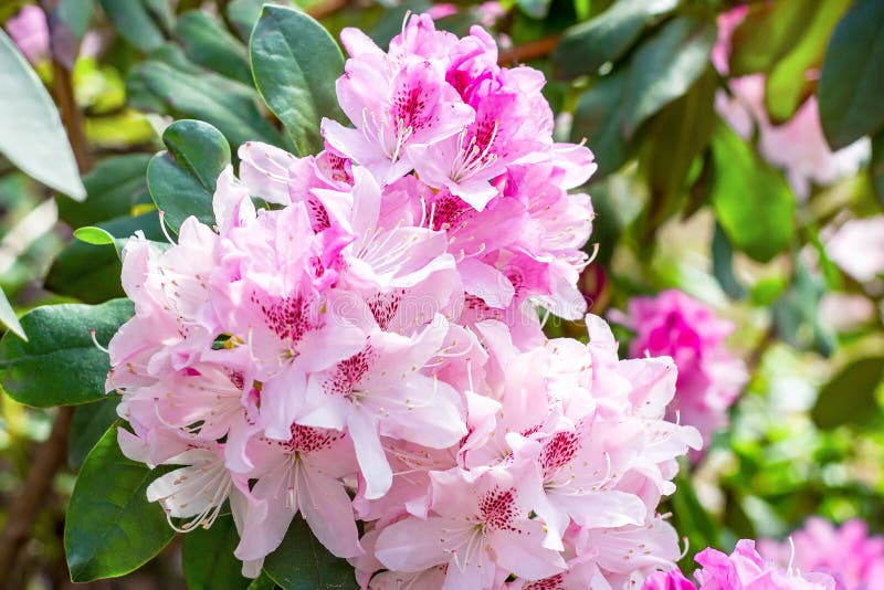 Bright pink Rhododendron hybridum Cheer flowers with leaves in the garden in summer. royalty free stock images Bright pink Rhododendron hybridum Cheer flowers with leaves in the garden in summer. royalty free stock images