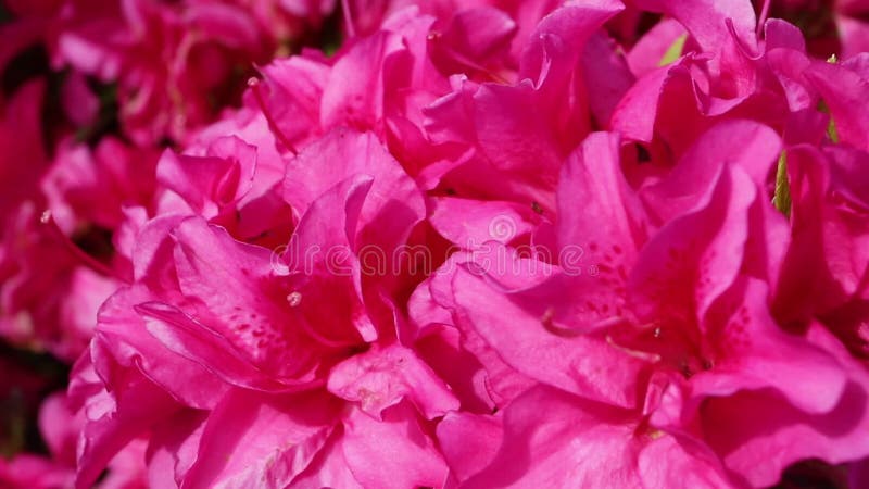 Bright pink rhododendron ponticum flowers closeup.