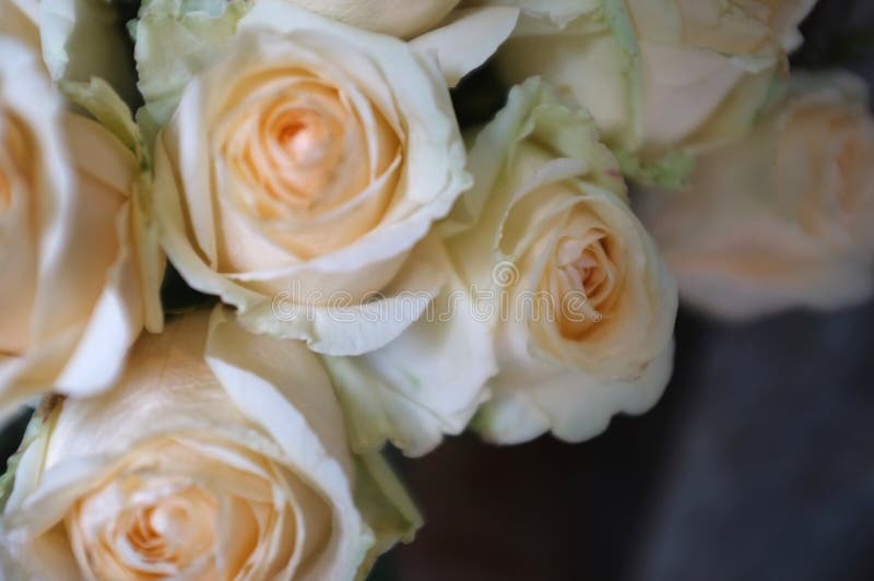 Bright Pink Roses Background Stock Image Image of natural, love