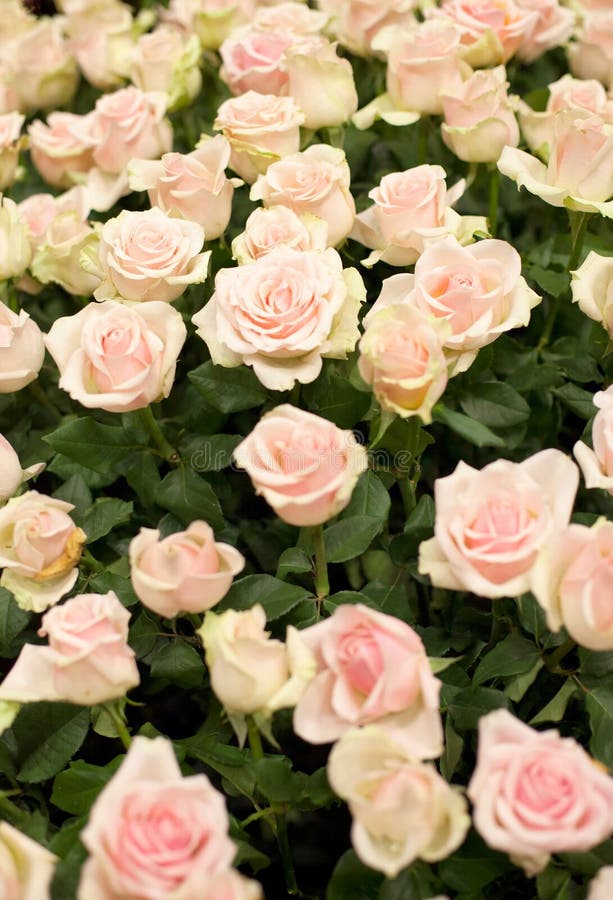 Bright Pink Roses Background Stock Image Image of floral, natural