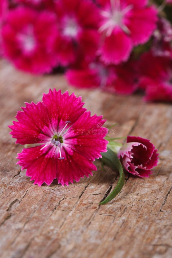 Bright pink sweet william flower close up on an old table vertical