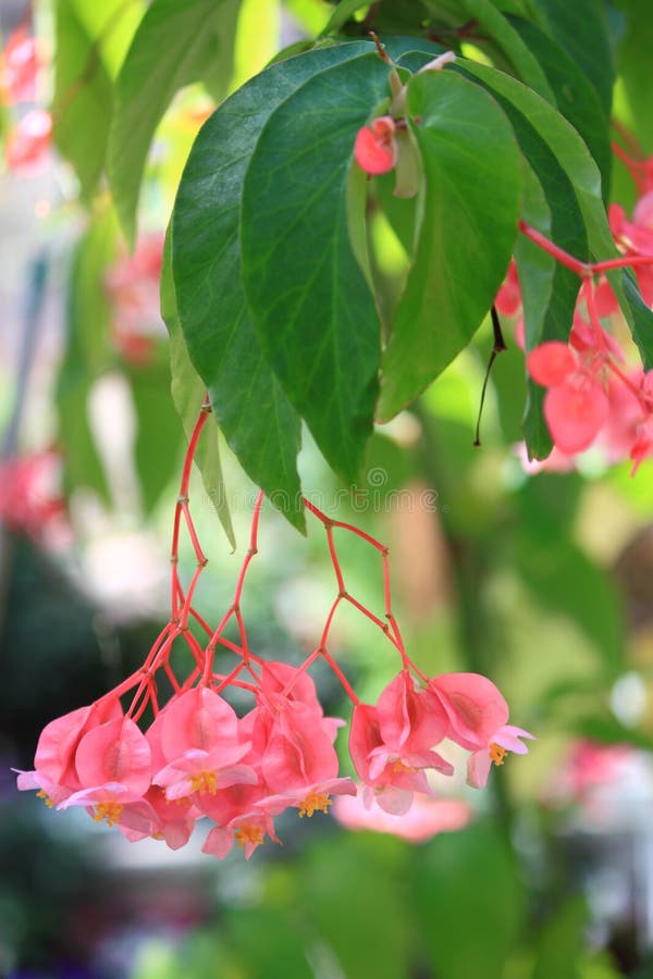 Pink Tropical Flower