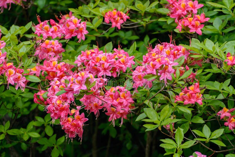 Bright Pink and Yellow Flowers of Blooming Azalea on the Bush. Stock Image  - Image of bloom, exterior: 129177407