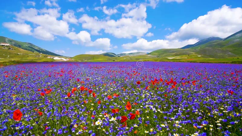 Bright poppies and bluebells on a mountain field