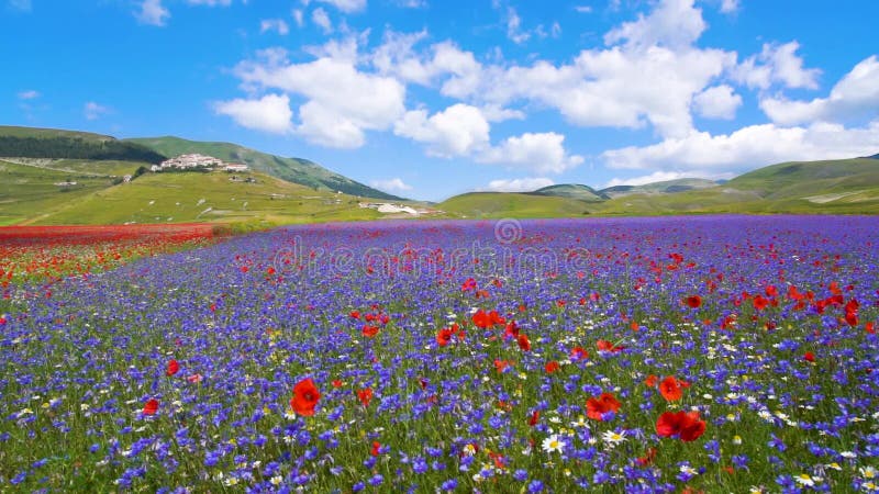 Bright poppies and bluebells on a mountain field