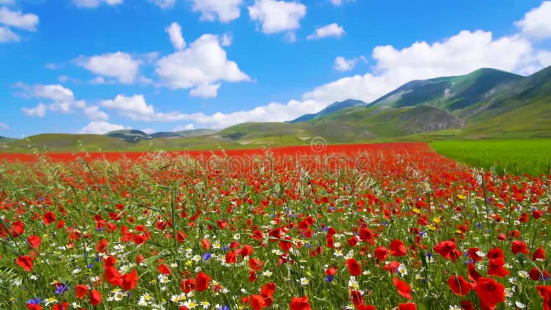 Bright poppies on the field in the Italian mountains