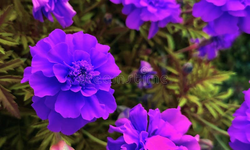 Hoa Tím (Purple Flowers): Hoa Tím là một loài hoa tuyệt đẹp, đầy cảm hứng và nổi bật giữa những loài hoa khác. Hãy chiêm ngưỡng hình ảnh bông hoa tím đầy mê hoặc và lãng mạn này trên màn hình của bạn.