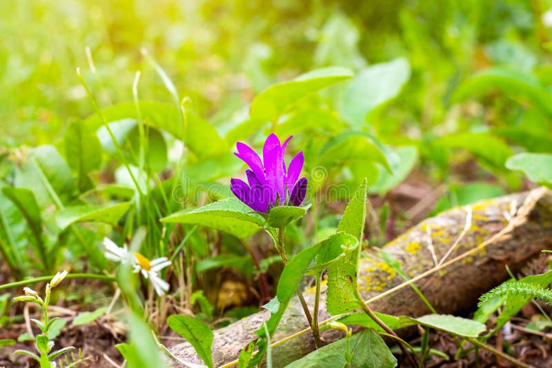 Bright purple blossoming Viola Odorata flower with green leaves in spring in the garden stock photography Bright purple blossoming Viola Odorata flower with green leaves in spring in the garden stock photography