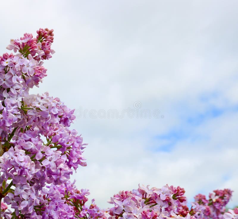 Bright purple flowers of decorative lilac. Large clusters of blooming lilacs. Ready frame for design.