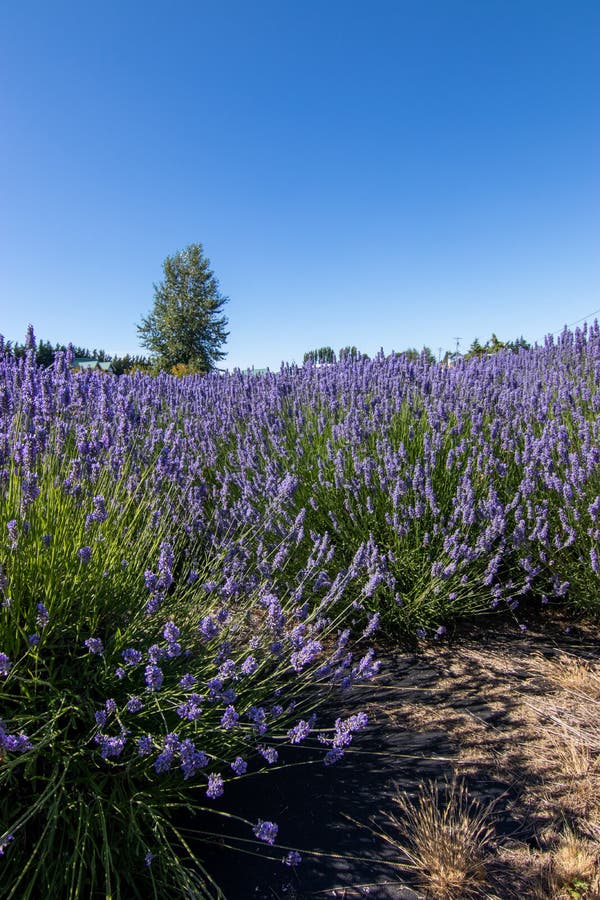 Bright Purple Lavender Flowers in Full Bloom on a Farm Stock Image