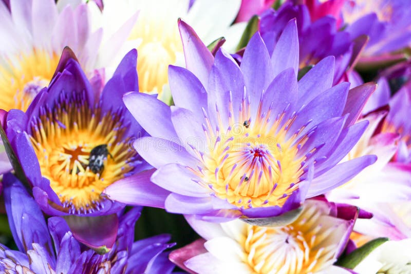 Bright purple lotus flower stock image Bright purple lotus flower stock image